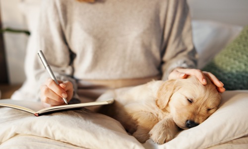 pet friendly apartments san antonio 