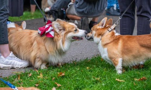 Come Home to a Pet-Friendly Community