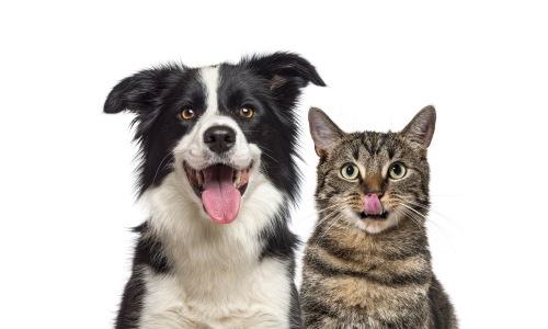 Dog and cat are welcome in The Preserve at Westover Hills apartments